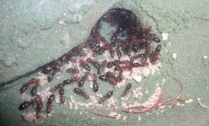 lateralis4 (1).JPG (618.42 KiB) 17361 mal betrachtet Inmitten der prallen Gaster und fetten Larven und Bruthaufen residiert die Königin