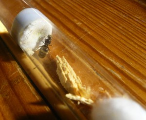 holzniger4.JPG (714.03 KiB) 17361 mal betrachtet Der dritten gab ich ein Stück Holz, auch bei ihr hat sich ein schöner Bruthaufen angesammelt