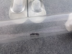20170807_200559.jpg (1.03 MiB) 2245 mal betrachtet 20170807_200559.jpg