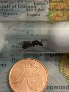 Hier die Bilder, zum Vergleich eine 2 Cent Münze