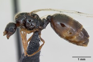 Solenopsis fugax queen.jpg (733.06 KiB) 4744 mal betrachtet Solenopsis fugax Königin; Quelle: www.antweb.org, Fotograf: April Nobile