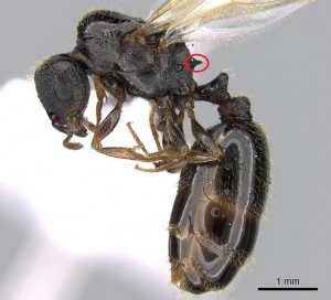 Tetramorium impurum queen.jpg (219.26 KiB) 4744 mal betrachtet Tetramorium impurum Königin; Quelle: www.antweb.org, Fotograf: Estella Ortega