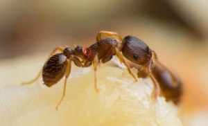 IMG_3906.jpg (233.95 KiB) 4741 mal betrachtet Tetramorium sp. Arbeiterin; Fotograf: Andreas Weggel