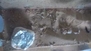 Lasius Niger Arena von Oben.jpg