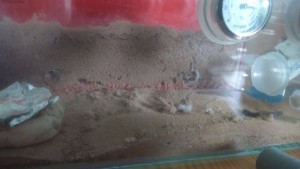 Lasius Niger Arena von vorne.jpg