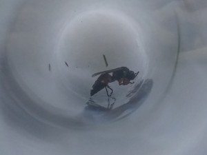 20170814_182245_HDR.jpg