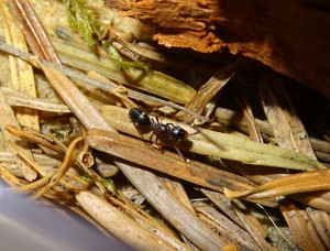 Ein wunderschönes Tier. Eines der hinteren Beine ist allerdings verletzt, das andere fehlt ab dem Schenkelglied ganz. Möglicherweise hatte sie schon eine Begegnung mit den auf derselben Pflanze und in großem Bereich drum herum fouragierenden Formica cf. fusca Arbeiterinnen...