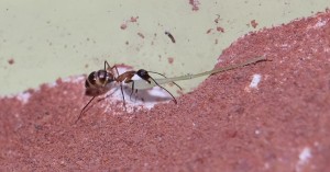 Minor trägt Heuschreckenbein ein