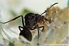 Blatt-3 (450x300)+C.jpg