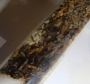 Lasius brunneus - 16 Arbeiterinnen, ~20 Puppen, ~5 Larven, ~8 Eier