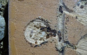 Leptothorax acervorum - 4 Arbeiterinnen, 1 Puppe, 12 Larven, ~5 Eier