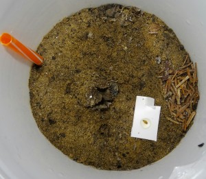 Myrmica cf. rubra x2 - Erdnest, null Einsicht. Einziges Lebenszeichen: Nahrung verschwindet