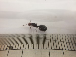 IMG_2357.jpg (948.91 KiB) 1611 mal betrachtet IMG_2357.jpg