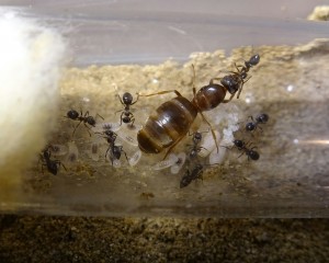 IMG_20170904_204728_872.JPG (1.27 MiB) 2961 mal betrachtet IMG_20170904_204728_872.JPG