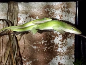 Anolis carolinensis Pärchen nachts im Freiluftterrarium auf der Terrasse