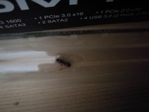 IMG_20170909_172341.jpg