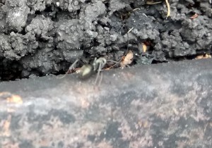 _20170916_150626.JPG (225.89 KiB) 1949 mal betrachtet Ameise an alten Schienen