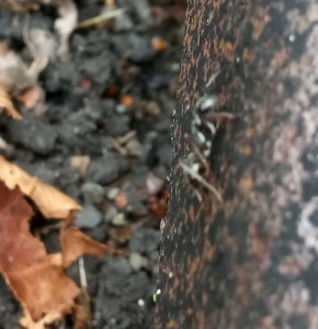 _20170916_152340.JPG (139.35 KiB) 1949 mal betrachtet Ameise von der Seite