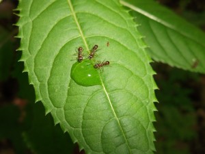 3 Ameisen beim Fressen auf einem Blatt (mein persönlicher Favorit)
