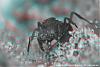 Blatt1-3D-Rot-Cyan-sw-(800x533)+C.jpg