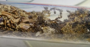 Lasius brunneus: ca 30 Arbeiterinnen