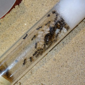 Lasius cf. niger: ca 25