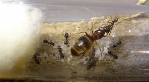 Lasius emarginatus: 10