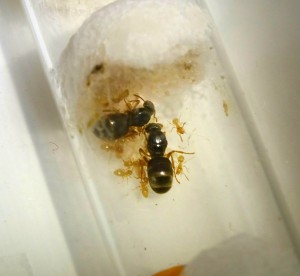 Lasius cf. flavus: ka, ca 15