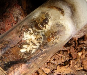 Lasius cf. umbratus (Gründungsversuch): nur L. niger (ca 18)
