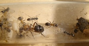 Formica sanguinea: 5 F. sanguinea, 7 F. fusca