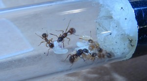 Myrmica cf. rubra: 3