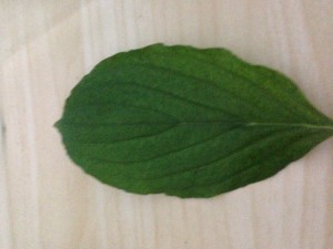 IMG_1810.JPG