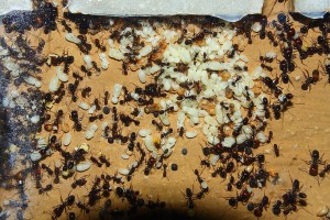 Messor barbarus Nest_1.jpg