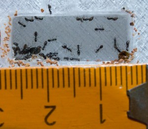 size.jpg