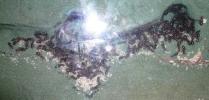 P1190593.JPG (763.32 KiB) 16928 mal betrachtet Das versteht man also unter "gehen nur mit kleineren Larven in die Winterruhe"