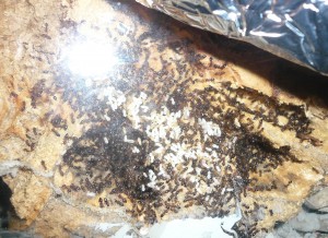 P1190373.JPG (1.06 MiB) 16928 mal betrachtet Ich hatte unter dem Stein so wenig Brut gesehen und war so verunsichert, dass ich für ein paar Stunden das Heizkabel wieder ans eigentliche Nest gelegt habe. Ergebnis: Doch, sie haben Brut!