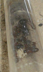 P1190350.JPG (73.88 KiB) 16915 mal betrachtet Auch hier haben sie nur Larven. Ich weiß also, woran ich nächsten Winter sehen werde, dass meine Camponoten in die WR wollen