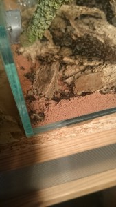Müllhaufen neben Nest