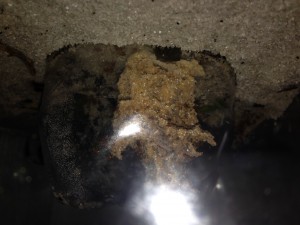 IMG_2002.JPG
