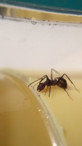 Camponotus nicobarensis Minorarbeiterin an undichter Tränke