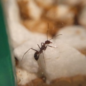 Camponotus nicobarensis an Scheibe 1