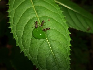 Myrmica sp. Arbeiterinnen auf Blatt