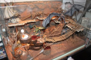 IMG_1129.jpg