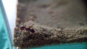 Myrmica cf. ruginodis Gyne in Arena