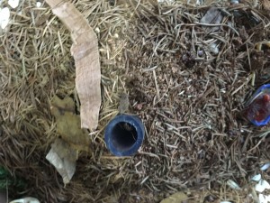 Meranoplus bicolor Nest-Eingang wird von Camponotus nicobarensis bewacht