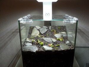 Dionaea muscipula