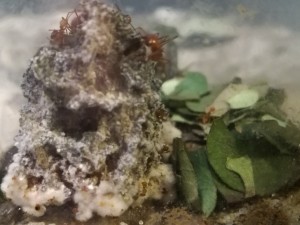 IMG_20171212_163351.jpg