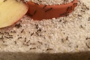 IMG_20171224_165053.jpg