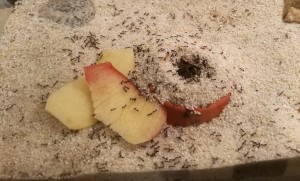 IMG_20171224_164853.jpg