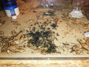 5 Minuten nach der Futtergabe sieht man einen großen, krabbelnden Haufen. Seit längerer Zeit entferne ich den Müll nicht aus dem Formicarium, in der Hoffnung, dass die P. dives einen eigenen Müllhaufen auch für ihre Toten anlegen. <br />Nun - eine Ordnung kann ich auch nach mehreren Wochen noch nicht erkennen...